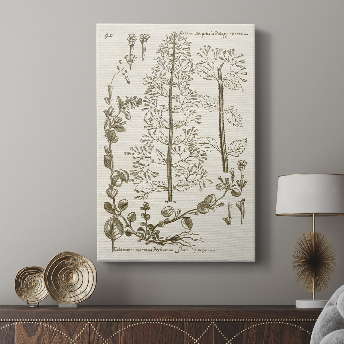 Sepia Botanical Journal V - Canvas Art Print