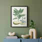 Buchoz Tropicals IV - Restickable Framed Art Print