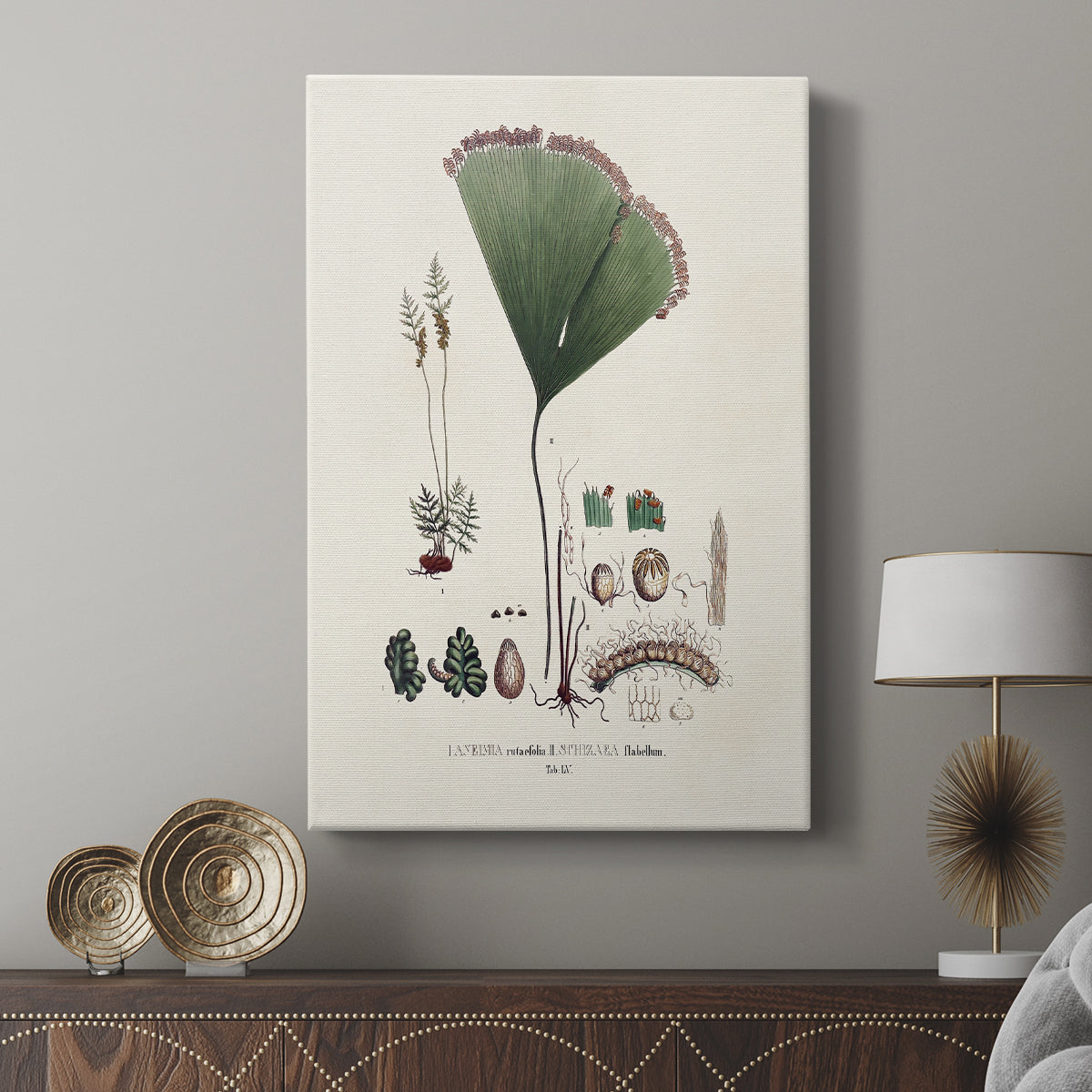 Botanical Society Ferns IX - Canvas Art Print