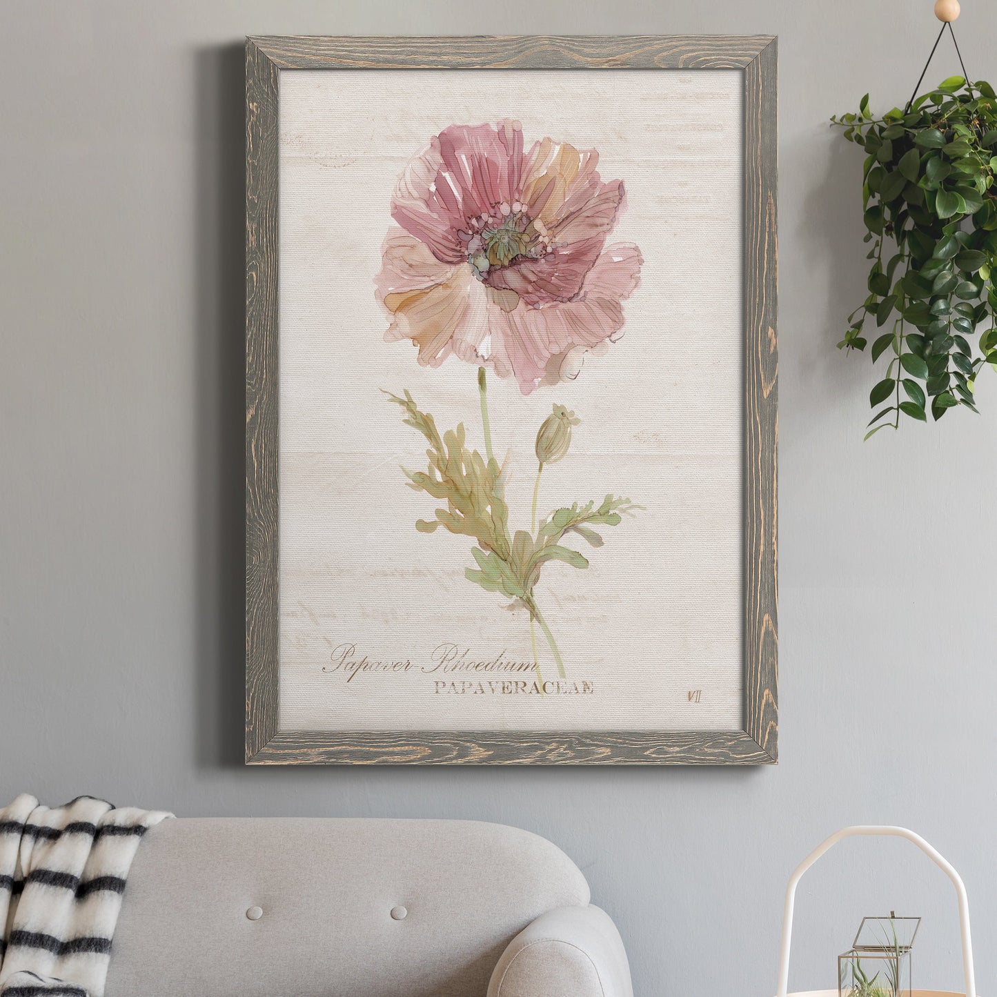 Soft Poppy - Premium Canvas Framed in Barnwood - Ready to Hang