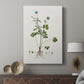 Buttercup Study - Canvas Art Print