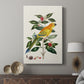 Solstice Parrot, 1796 - Canvas Art Print