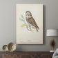 Little Owl - Canvas Art Print