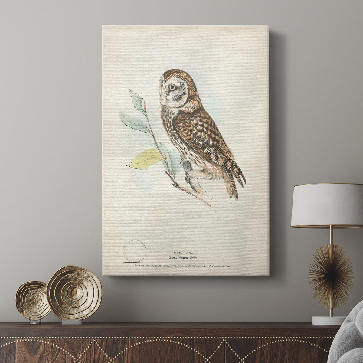 Little Owl - Canvas Art Print