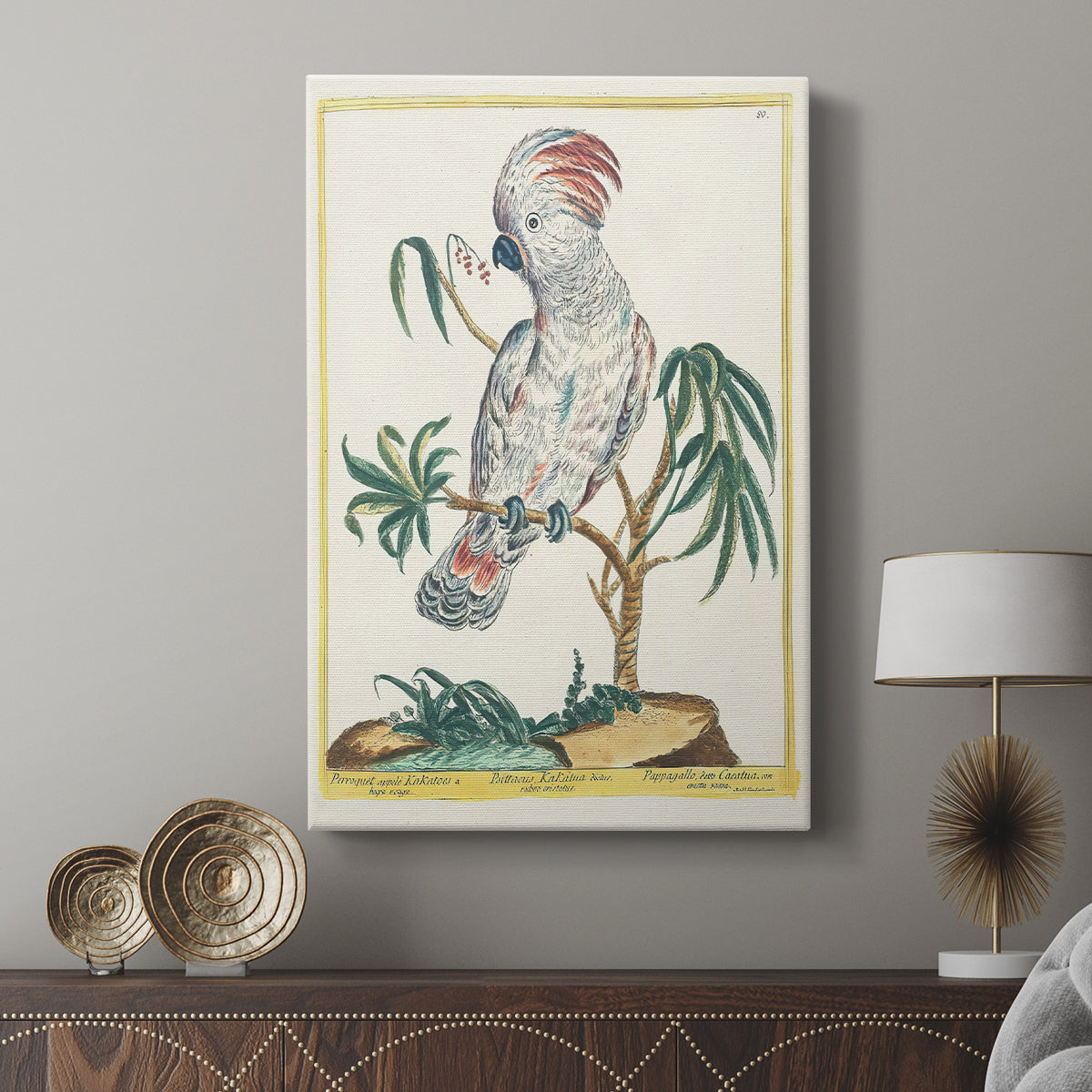 Red-Crested Cockatoo, 1771-1775 - Canvas Art Print