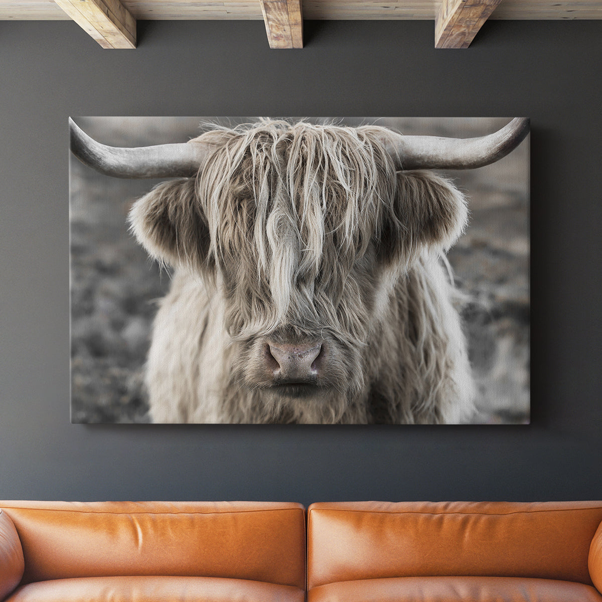 Highland cow with long hair showing expression in moody landscape during early morning light