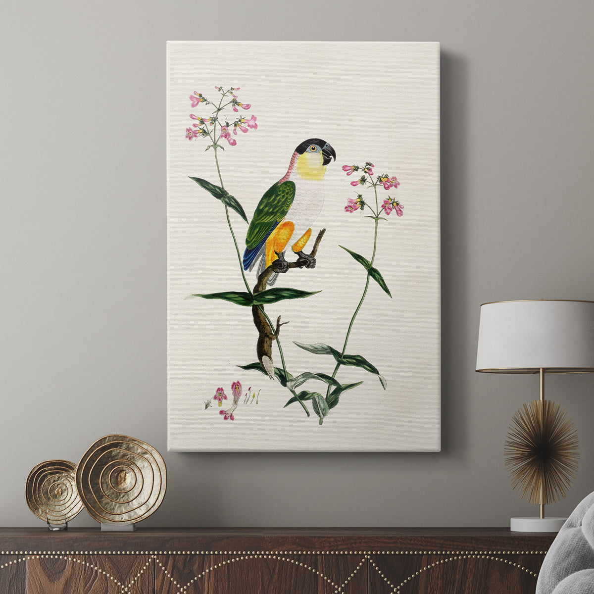 Black-Headed Parrot (Psittacus melanocephalus), 1796 - Canvas Art Print