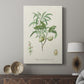 Antique Almond Botanical II - Canvas Art Print