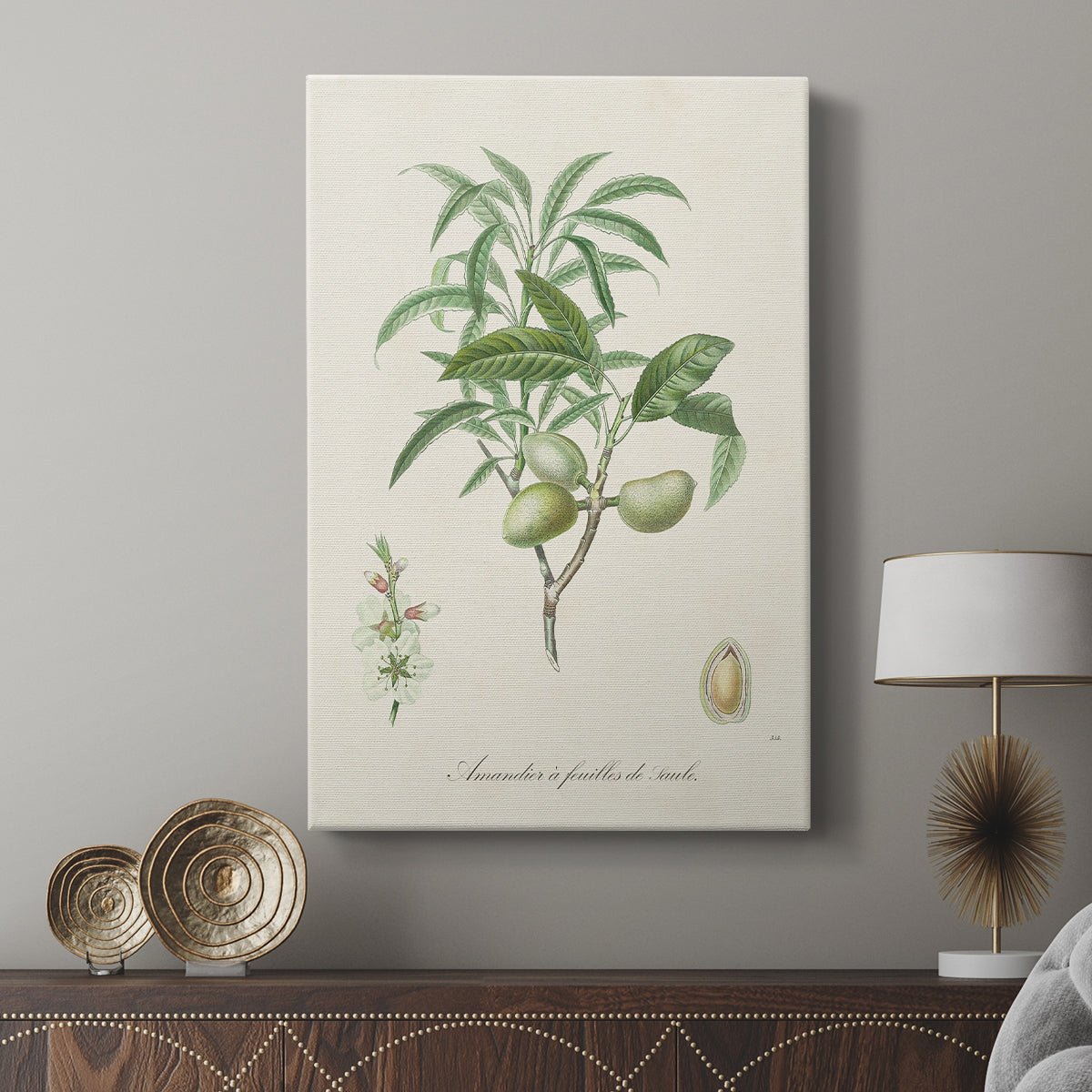 Antique Almond Botanical II - Canvas Art Print