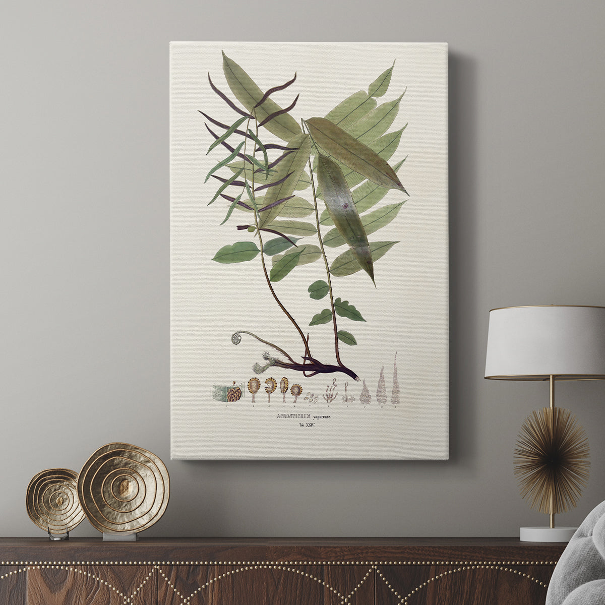 Botanical Society Ferns VI - Canvas Art Print