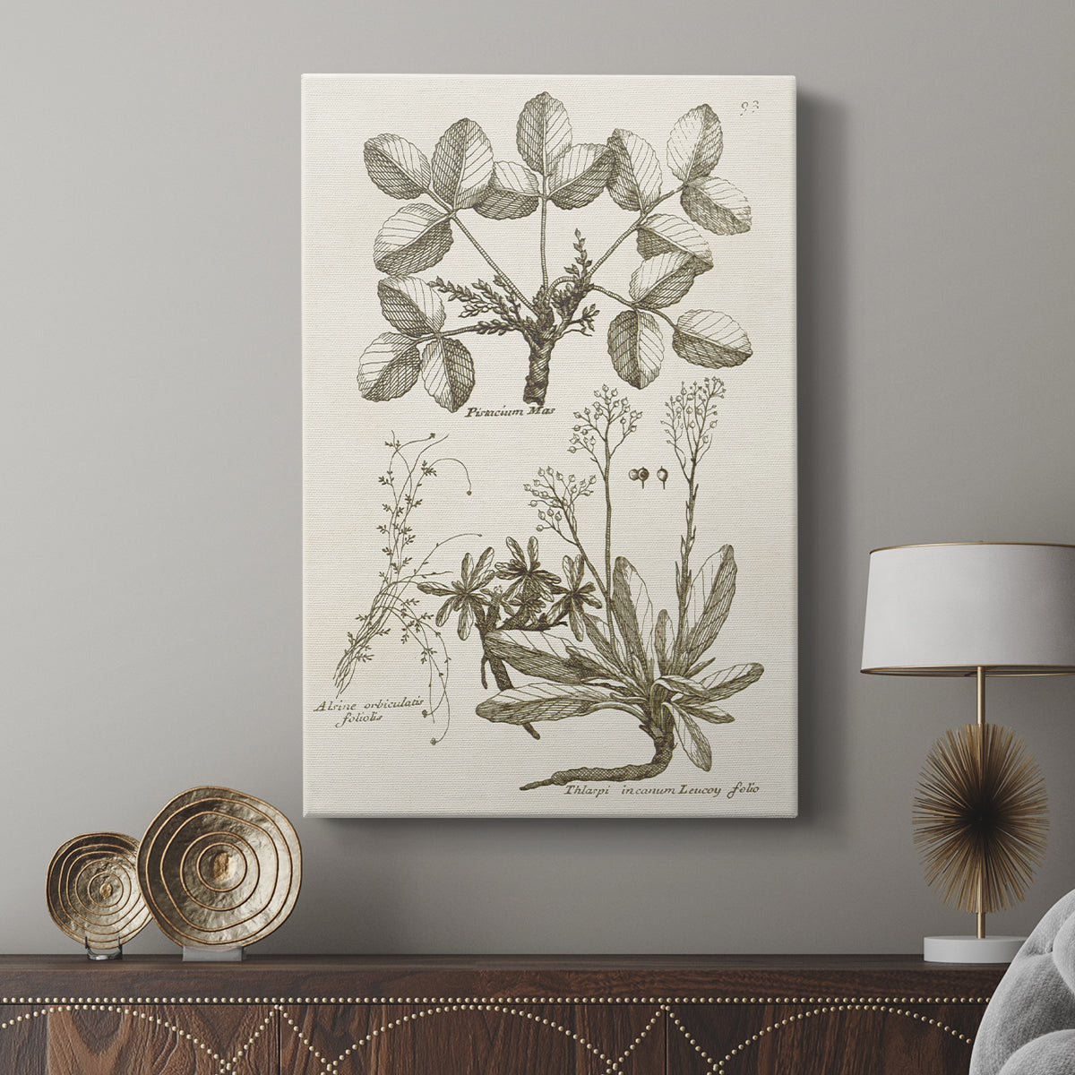Sepia Botanical Journal VI - Canvas Art Print
