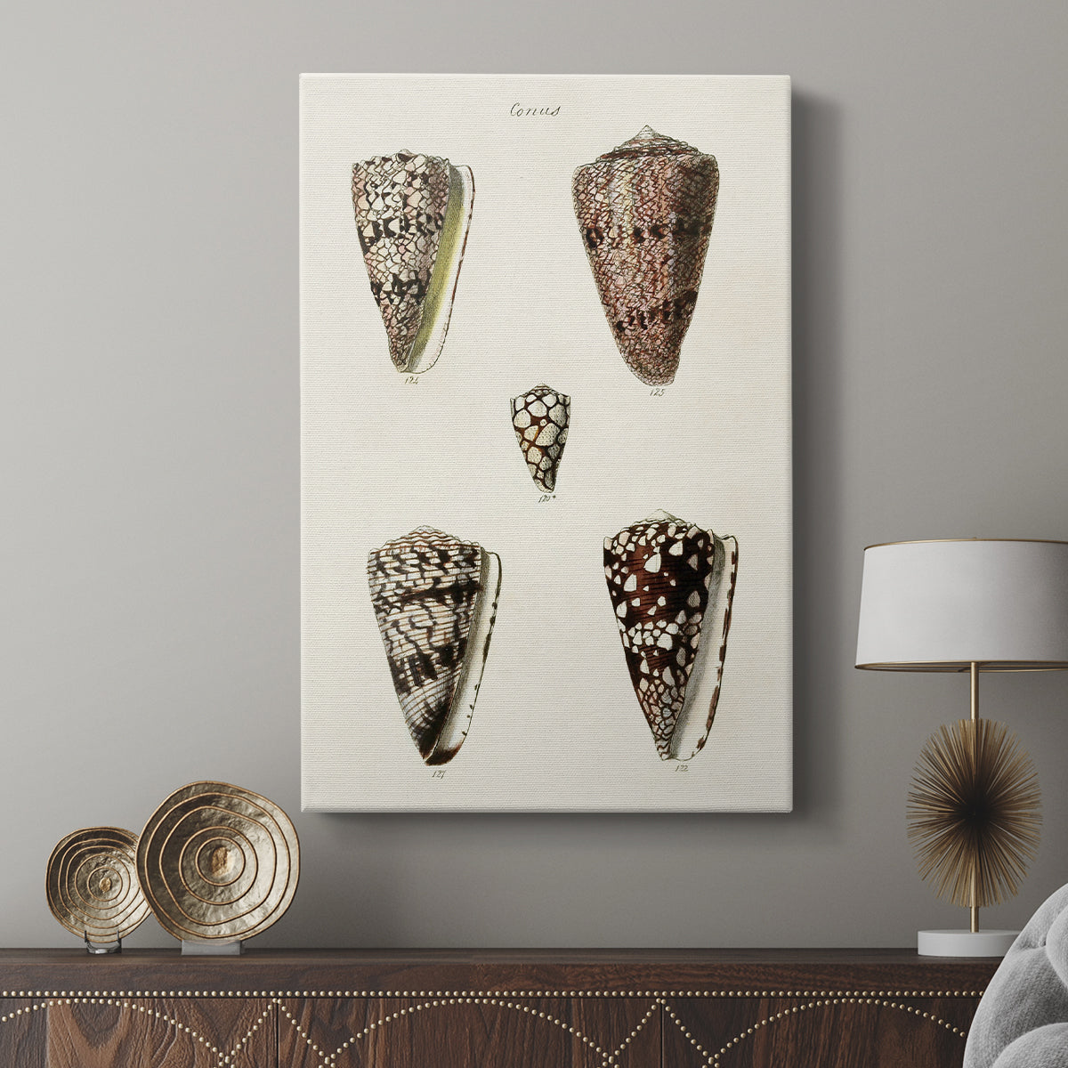 Cone Shell Collection III - Canvas Art Print