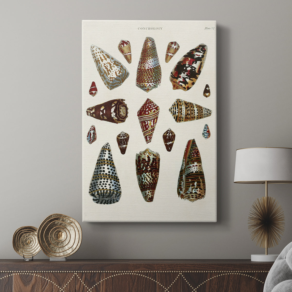 Spiral Shell Formation V - Canvas Art Print
