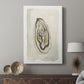 Soft Half Shell II - Canvas Art Print