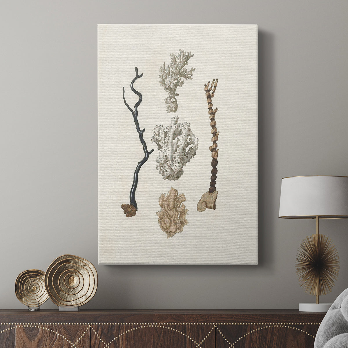 Knorr Shells & Coral V - Canvas Art Print