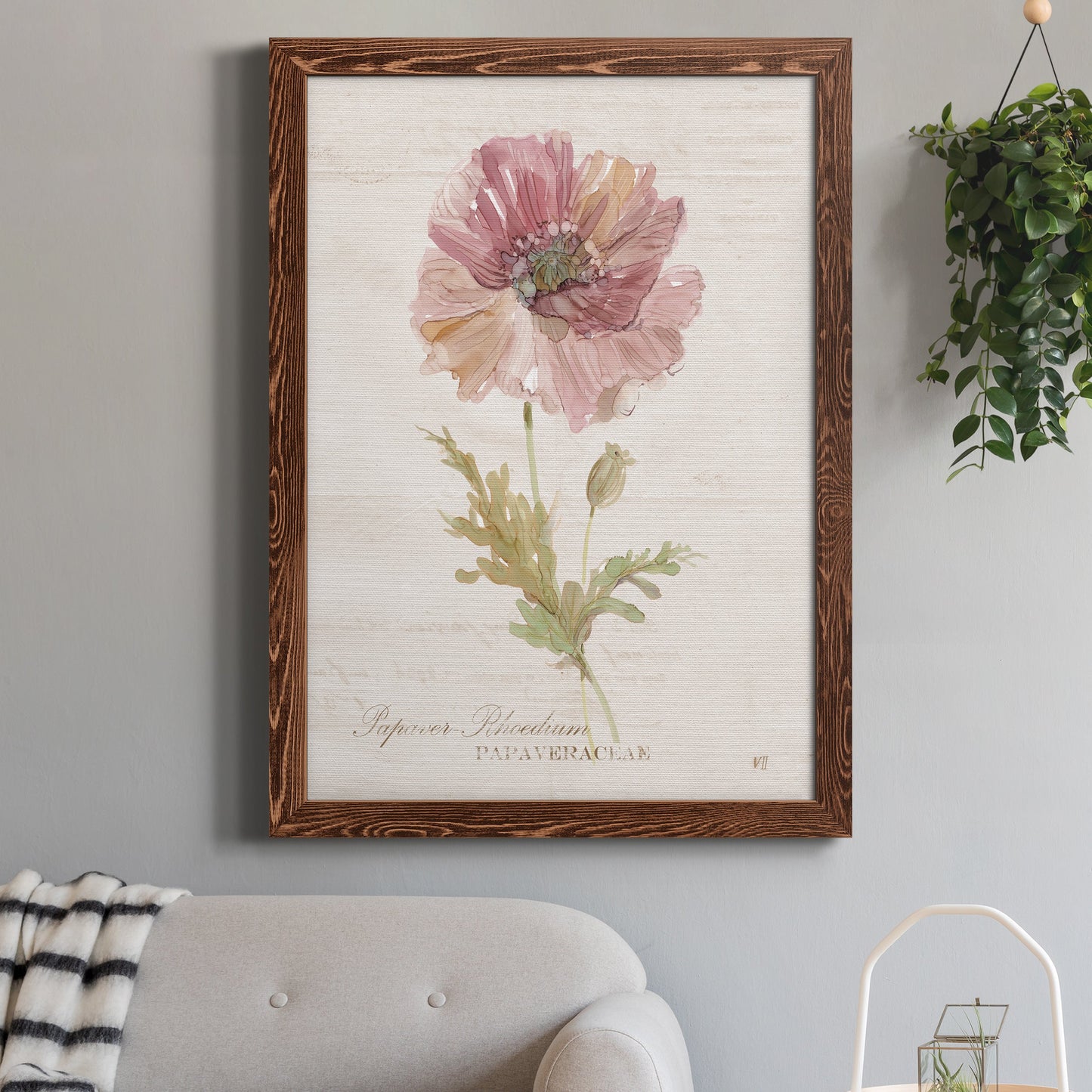 Soft Poppy - Premium Canvas Framed in Barnwood - Ready to Hang