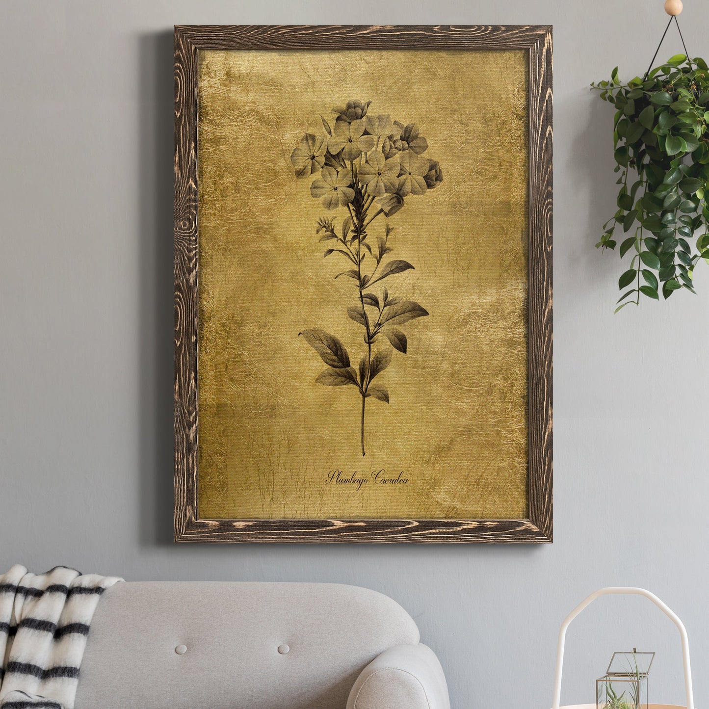 Gold Sketch Botanical II - Barnwood Framed Canvas Print