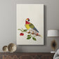 Guinea Parrot, 1796 - Canvas Art Print