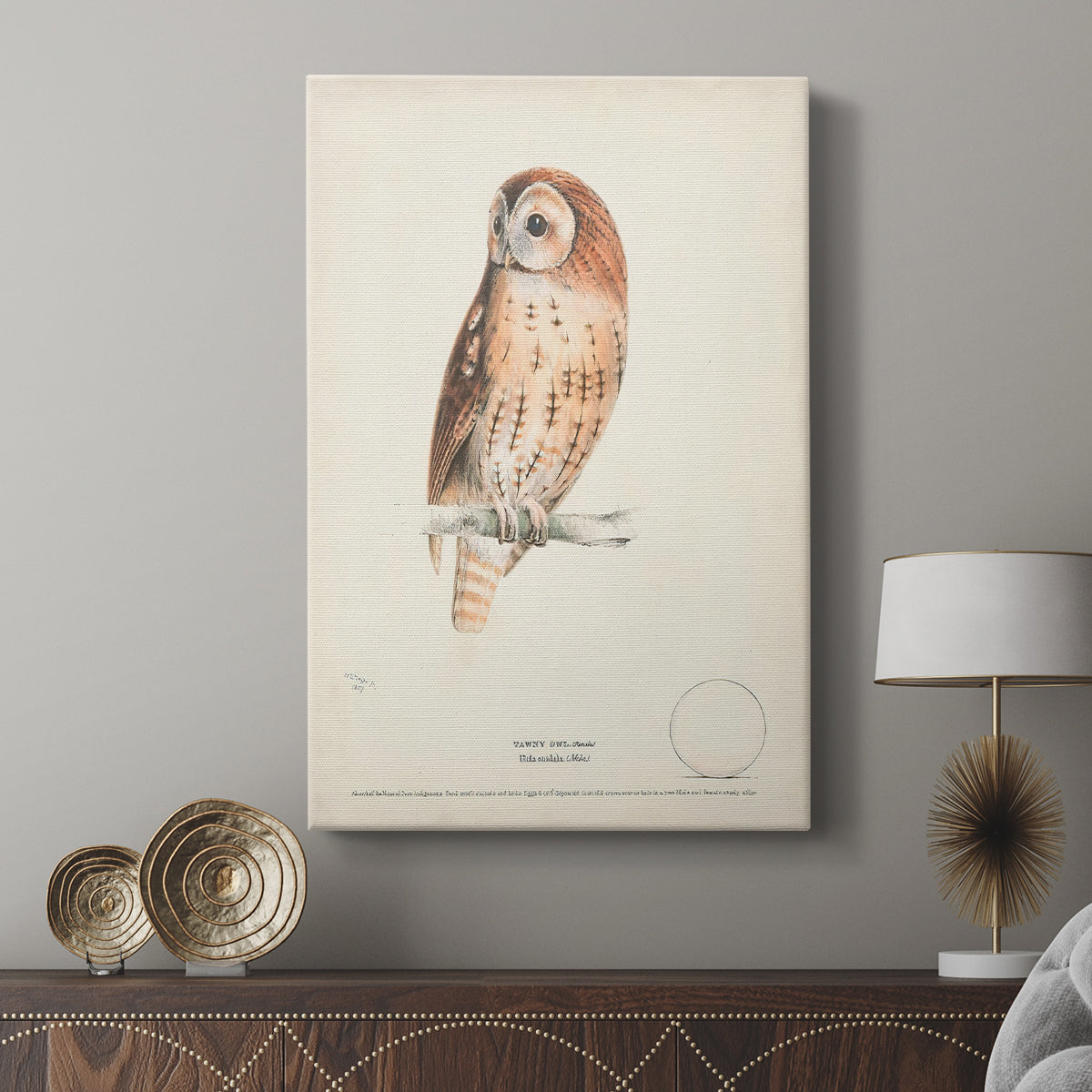Tawny Owl - Canvas Art Print