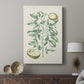 Buchoz Tropicals III - Canvas Art Print