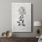 Vintage Botanical II - Canvas Art Print