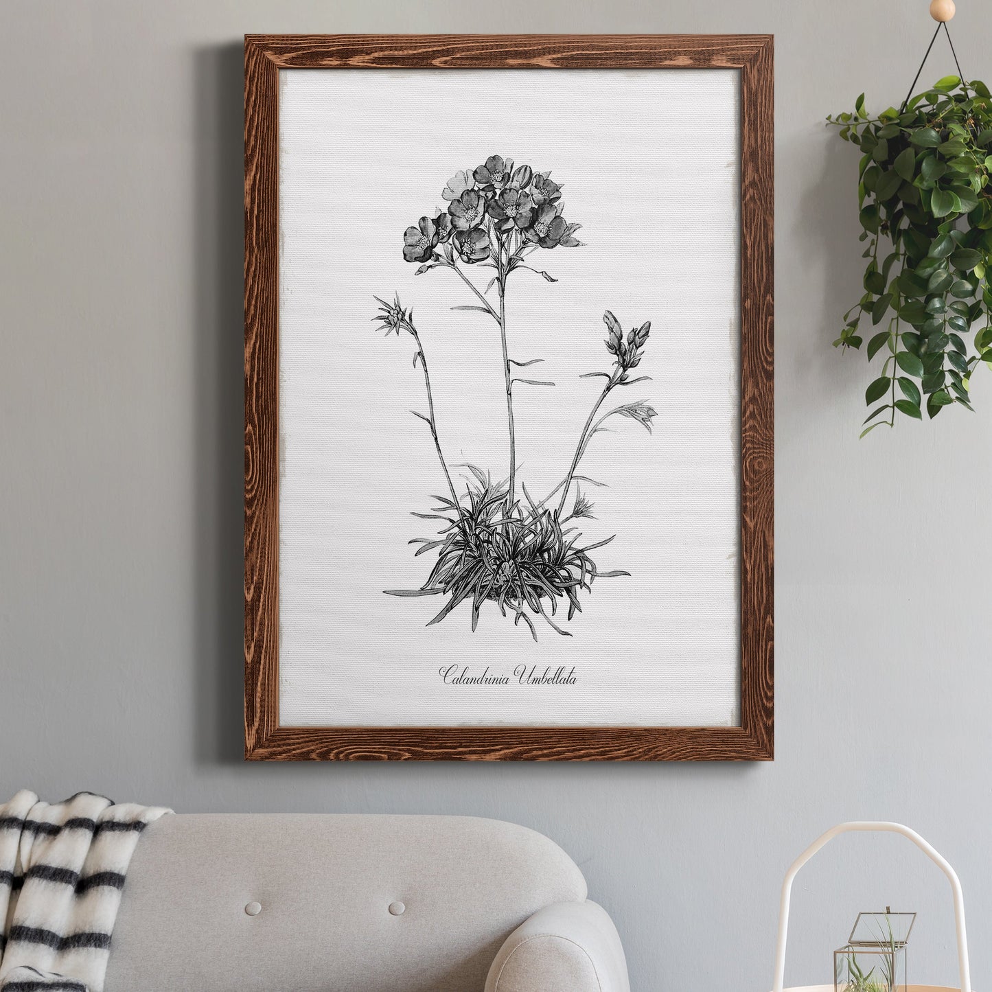 Simply Caladrinia - Premium Canvas Framed in Barnwood - Ready to Hang