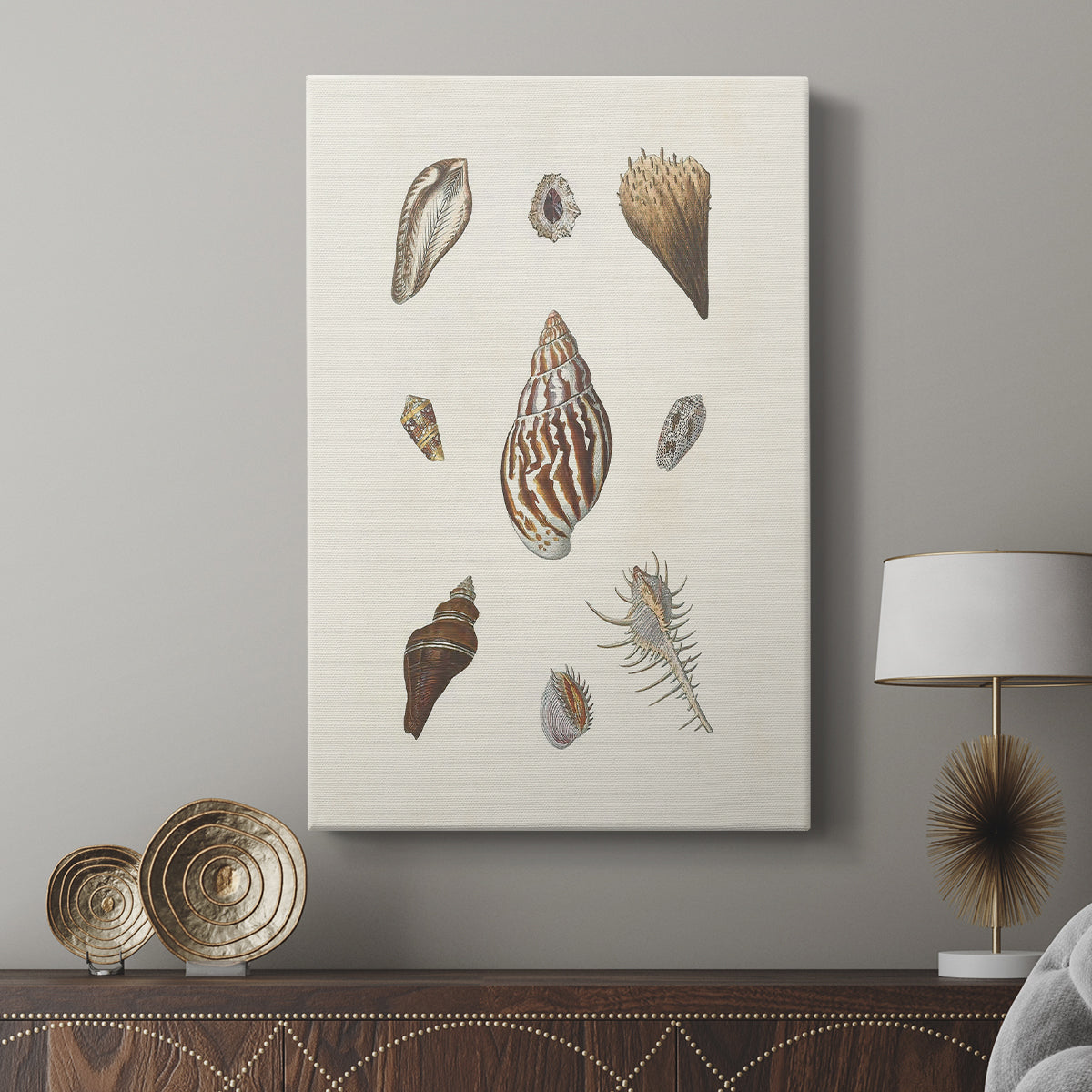Knorr Shells & Coral IX - Canvas Art Print