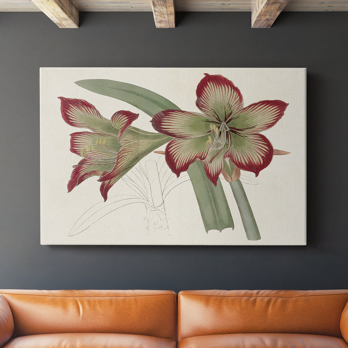 Amaryllis Varietals IV - Canvas Art Print