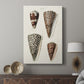 Cone Shell Collection I - Canvas Art Print