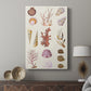 Coral & Shell Collage II - Canvas Art Print