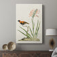Southern Red Bishop and Gladiolus, c. 1822 - Canvas Art Print