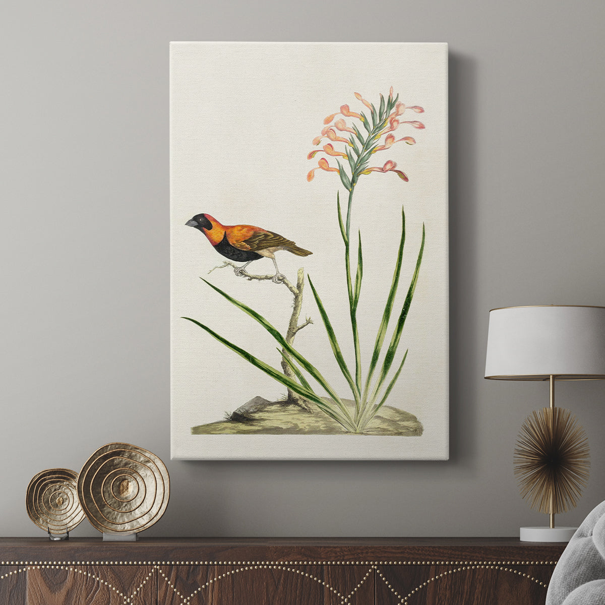 Southern Red Bishop and Gladiolus, c. 1822 - Canvas Art Print
