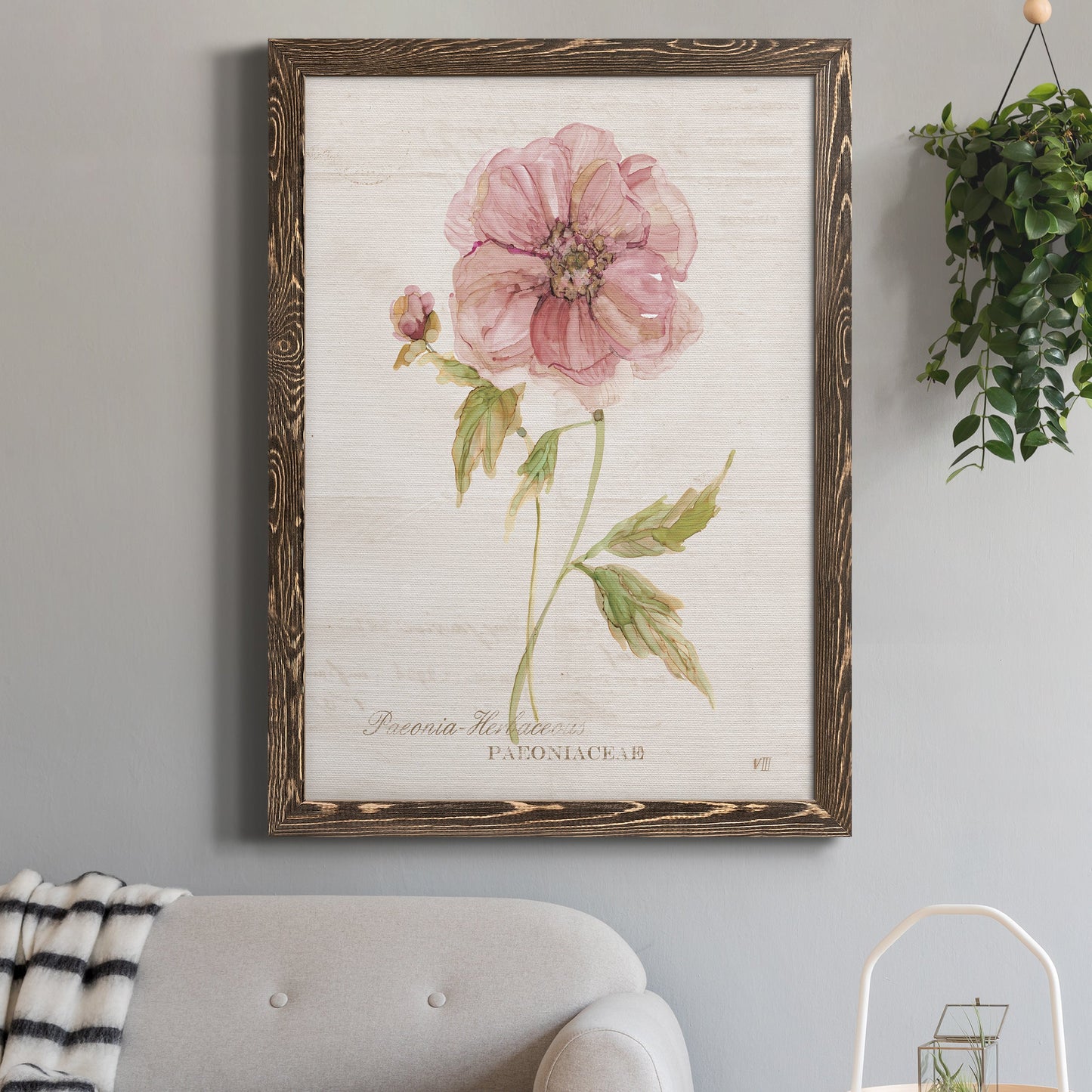 Soft Peony - Premium Canvas Framed in Barnwood - Ready to Hang