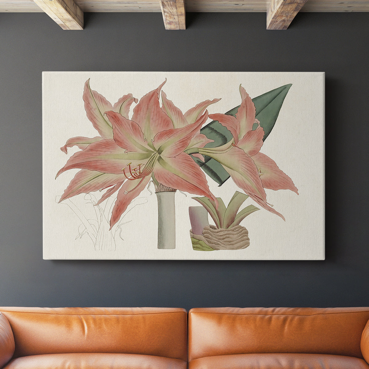 Amaryllis Varietals III - Canvas Art Print