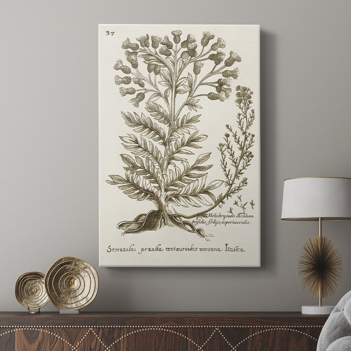 Sepia Botanical Journal I - Canvas Art Print