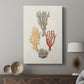 Knorr Shells & Coral IV - Canvas Art Print