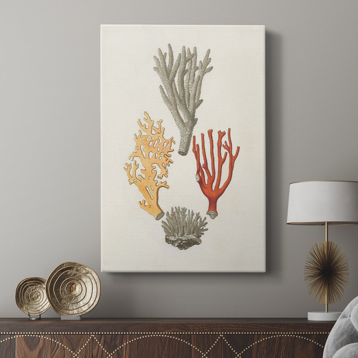 Knorr Shells & Coral IV - Canvas Art Print