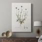 Bellflower Study - Canvas Art Print