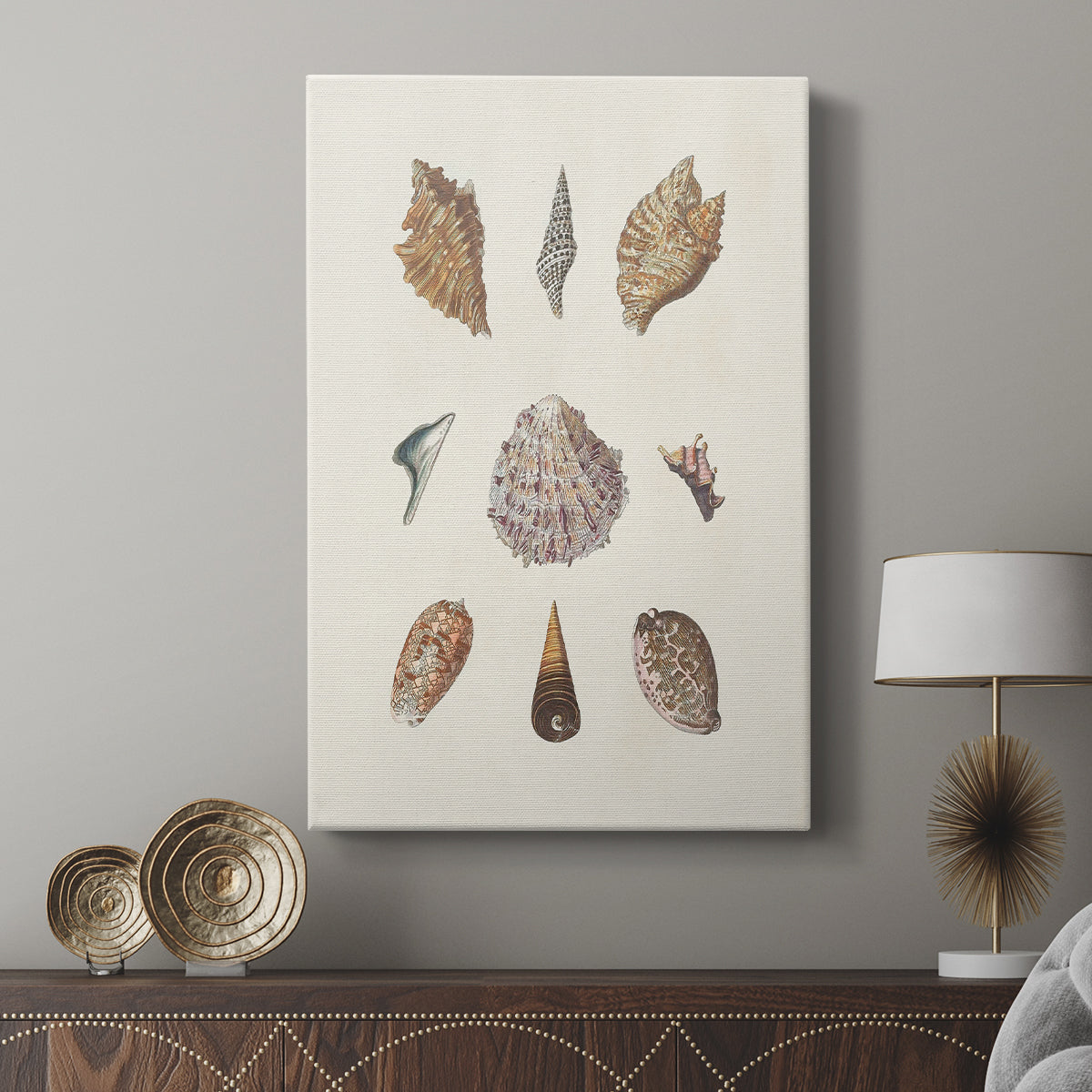 Knorr Shells & Coral VI - Canvas Art Print