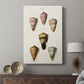 Cone Shell Collection IV - Canvas Art Print