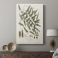 Botanical Society Ferns X - Canvas Art Print