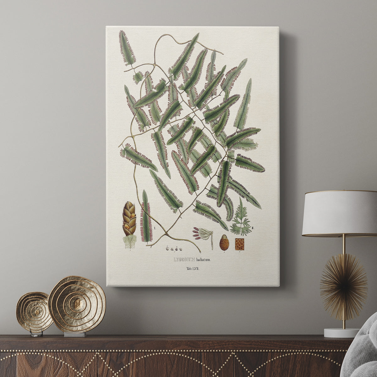Botanical Society Ferns X - Canvas Art Print