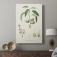 Antique Almond Botanical I - Canvas Art Print