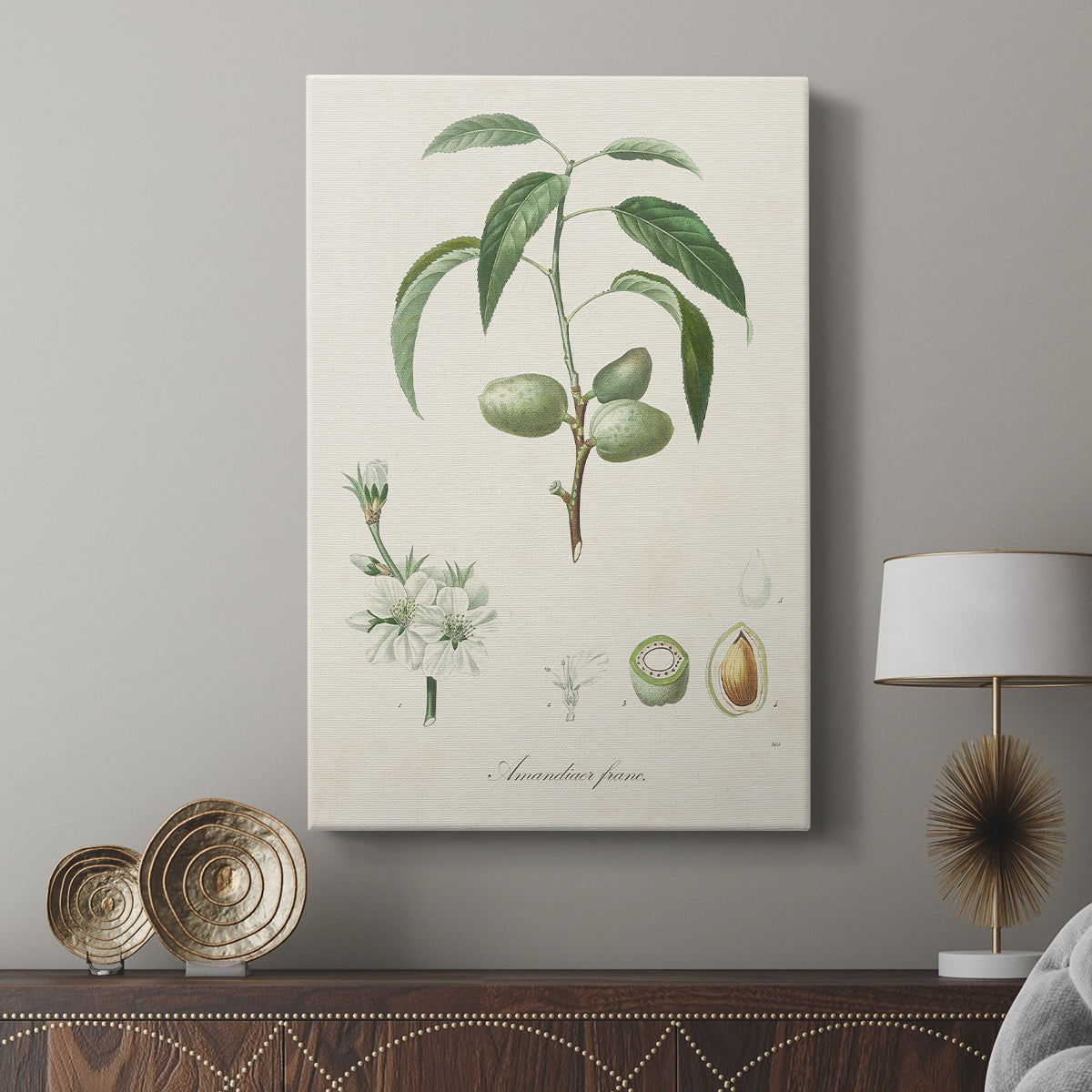 Antique Almond Botanical I - Canvas Art Print