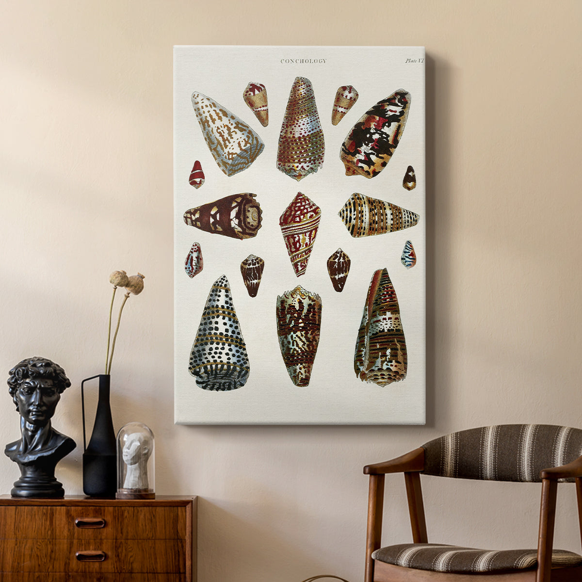 Spiral Shell Formation V - Canvas Art Print