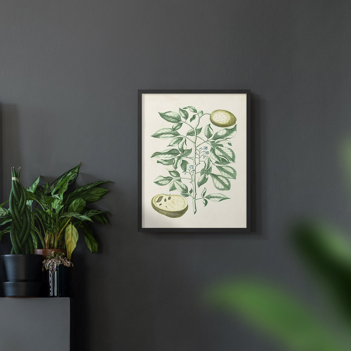 Buchoz Tropicals III - Restickable Framed Art Print