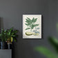 Buchoz Tropicals IV - Restickable Framed Art Print