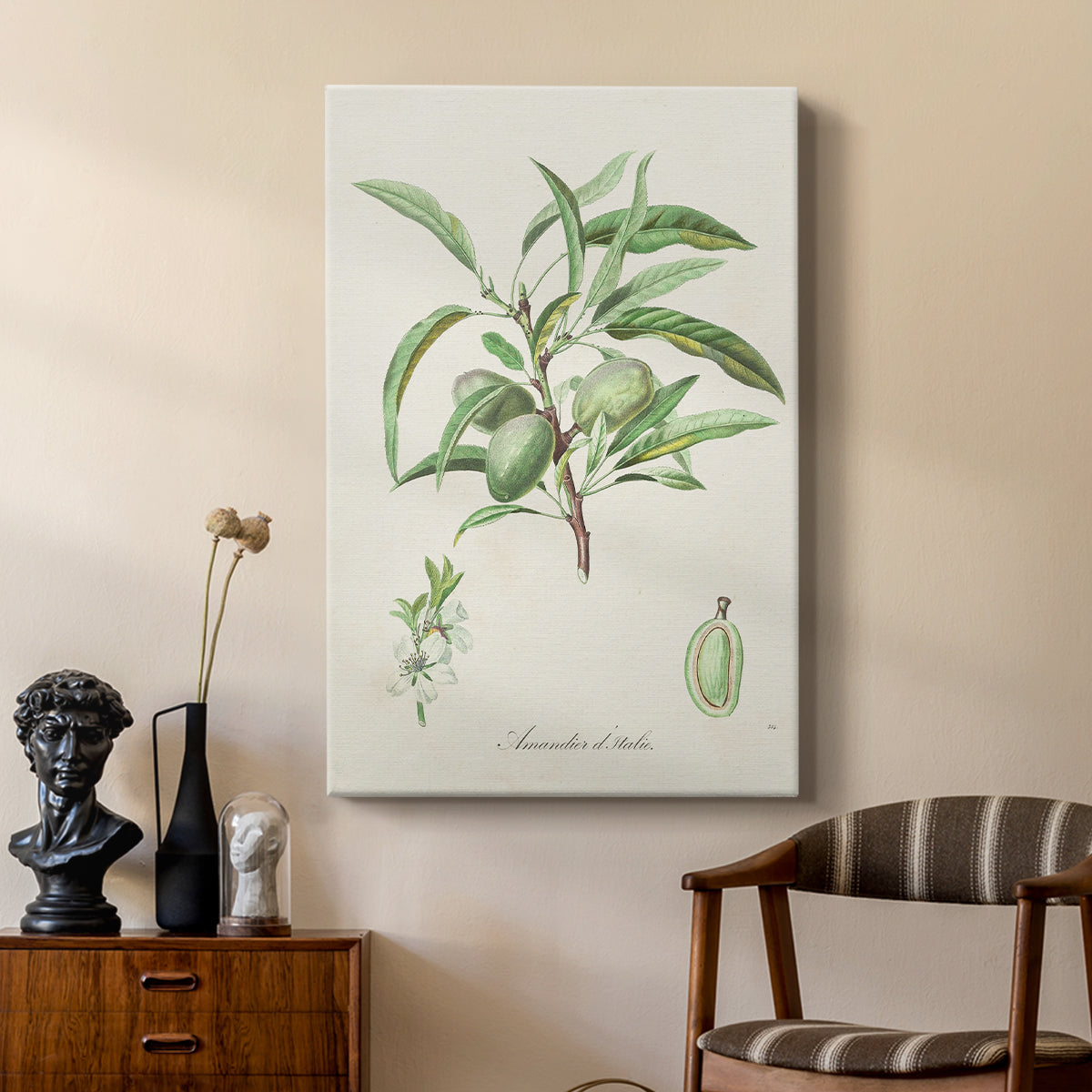Antique Almond Botanical III - Canvas Art Print