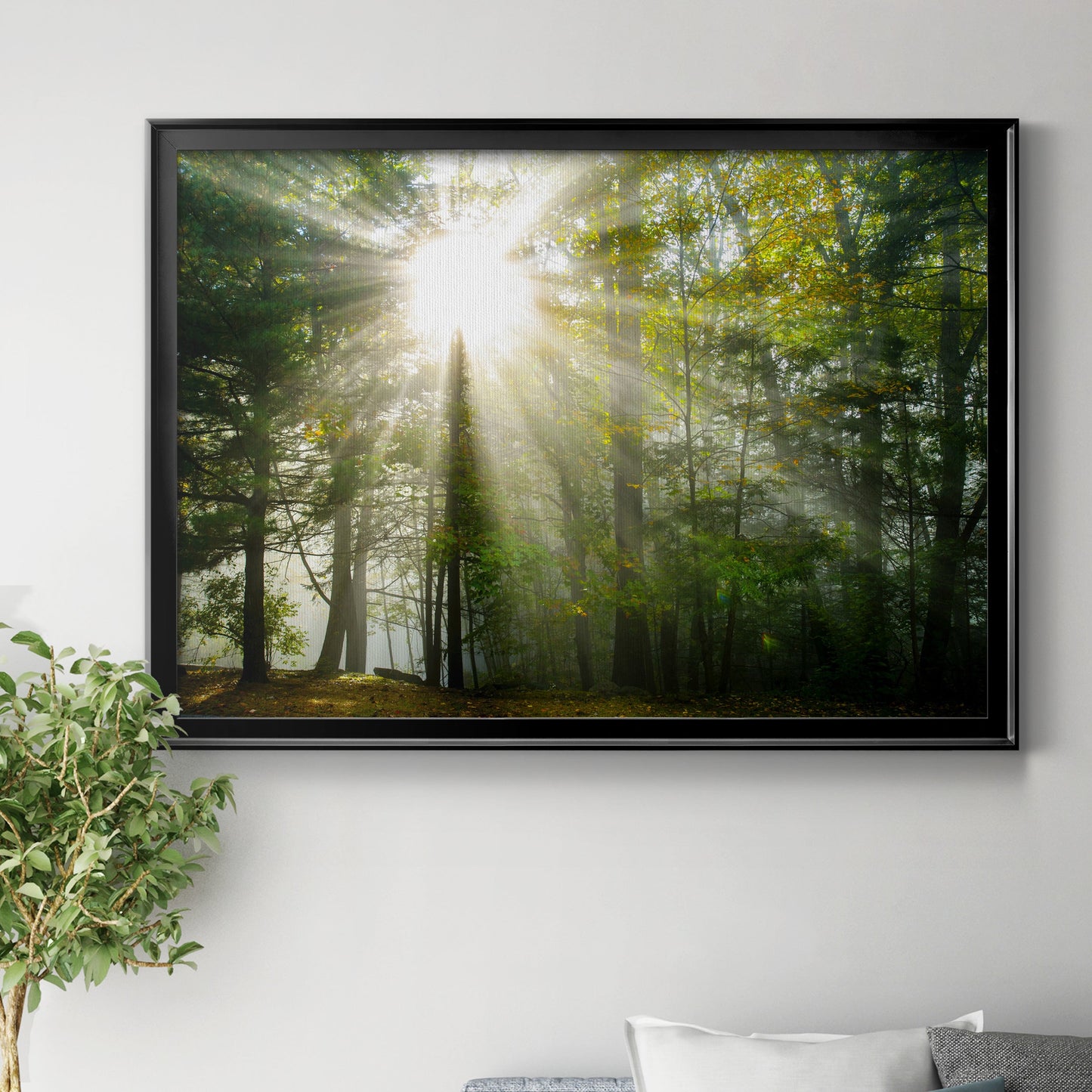 Light and Trees II Premium Classic Framed Canvas - Ready to Hang