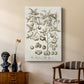 Sepia Botanical Journal II - Canvas Art Print
